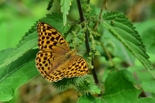 Schmetterlinge fühlen sich in der Nähe von Brennesseln wohl.
