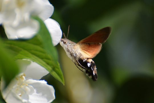 In Österreich sind in etw 4.000 Schmetterlingsarten beheimatet.