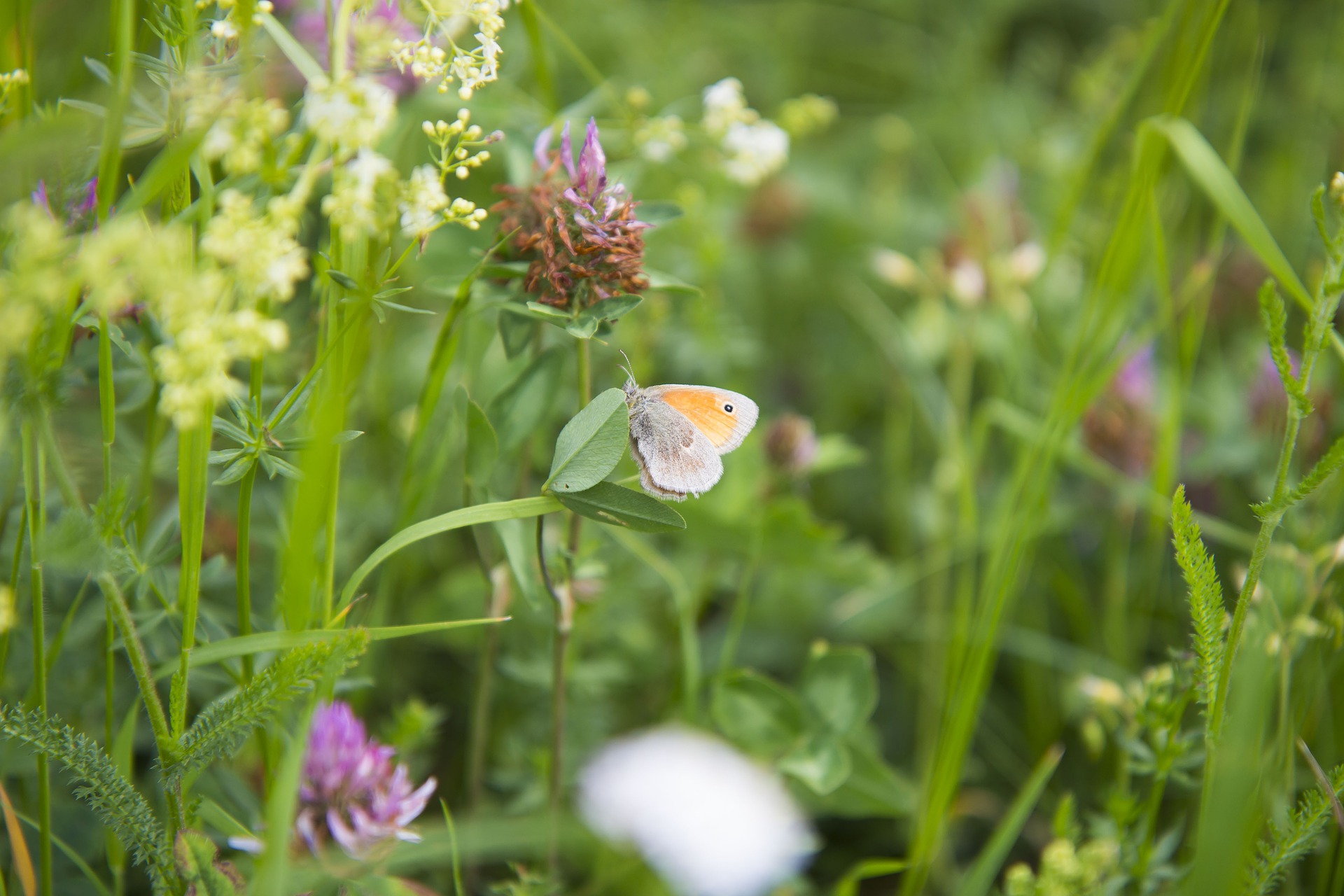 Gehoren Blumenwiesen Voller Schmetterlinge Bald Der Vergangenheit An