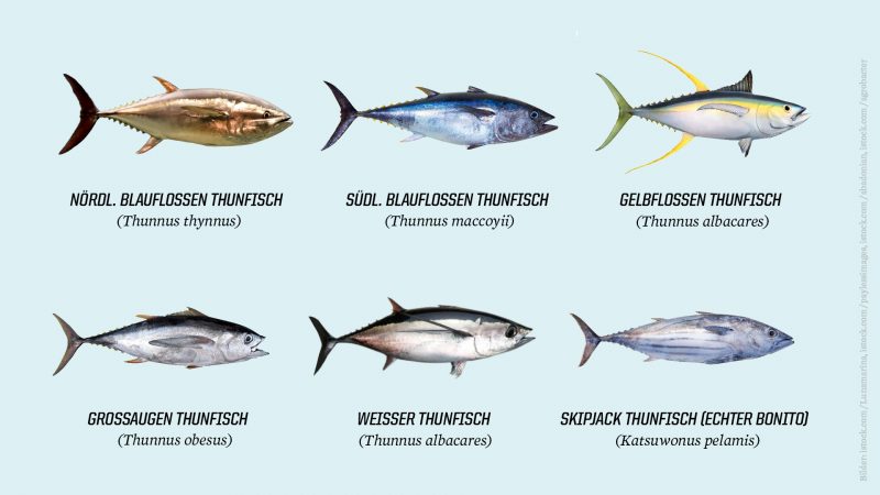 Die kommerziell wichtigsten Thunfisch-Arten. Großaugen-Thunfisch Blauflossenthunfisch Gebflossenthunfisch Skipjack Echter Bonito Thunfischarten gibt es viele. Was man im Supermarkt als Thunfisch kauft, hat wenig mit dem typisch roten Thunfisch zu tun.