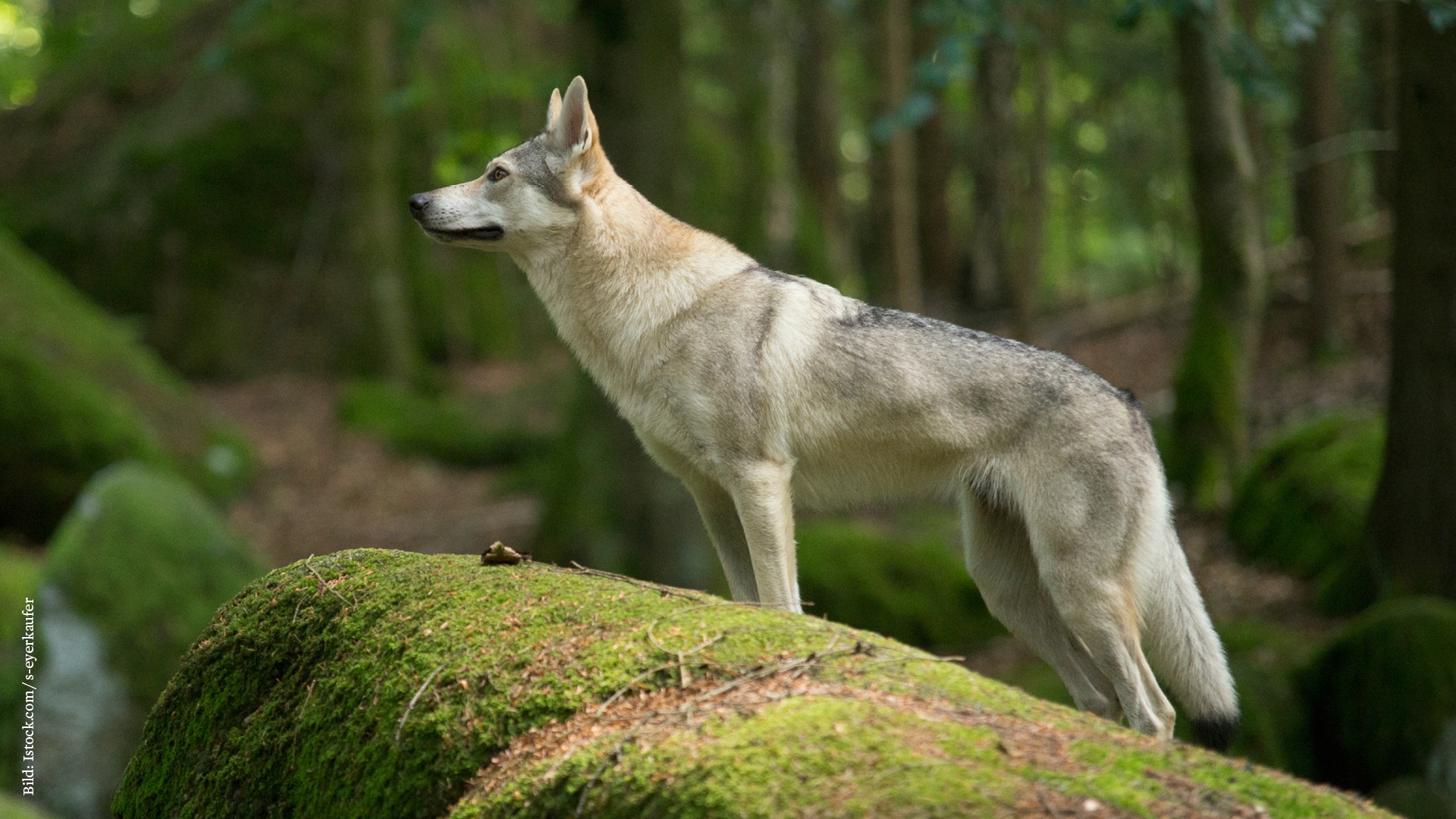 Mit Dem Wolf Leben Lernen Biorama