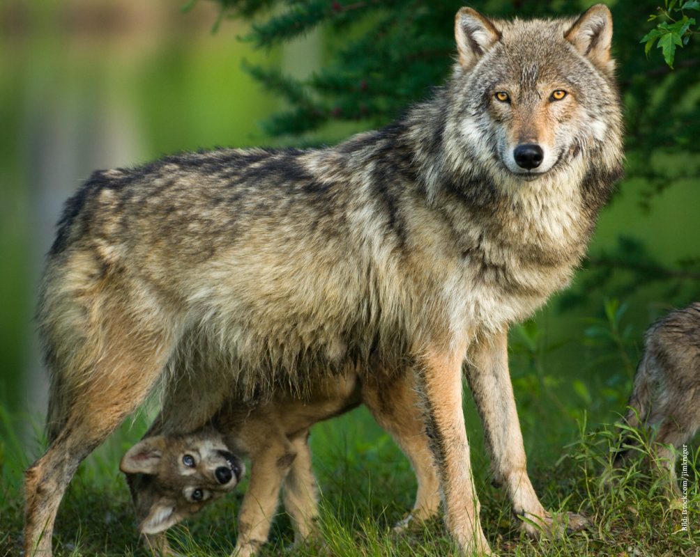 Mit Dem Wolf Leben Lernen Biorama