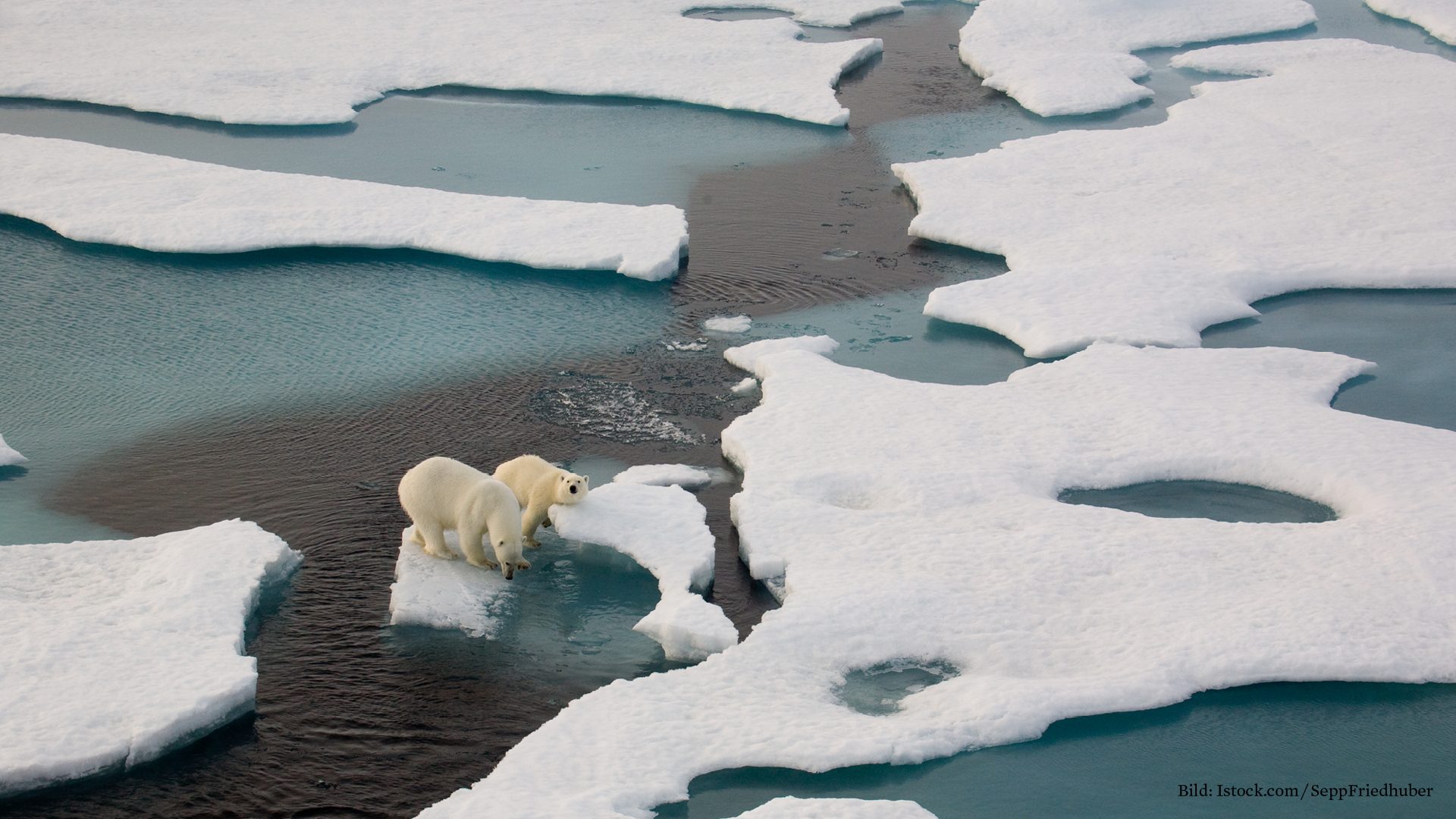 Wenn Das Packeis Ausgeht Skurrile Ideen Zur Rettung Des Eisbaren
