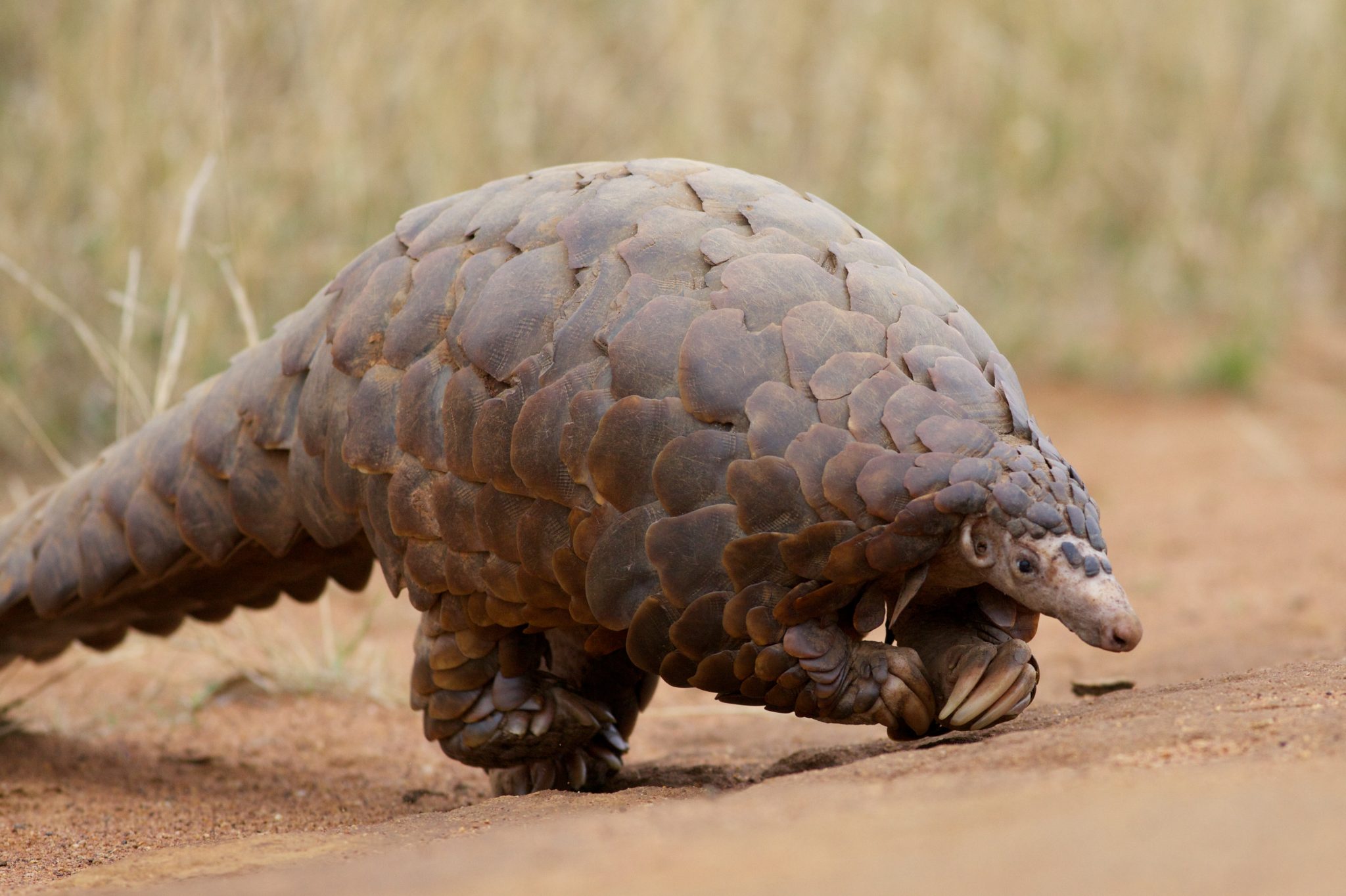 Das Meistgeschmuggelte Saugetier 9 Fakten Zum Pangolin