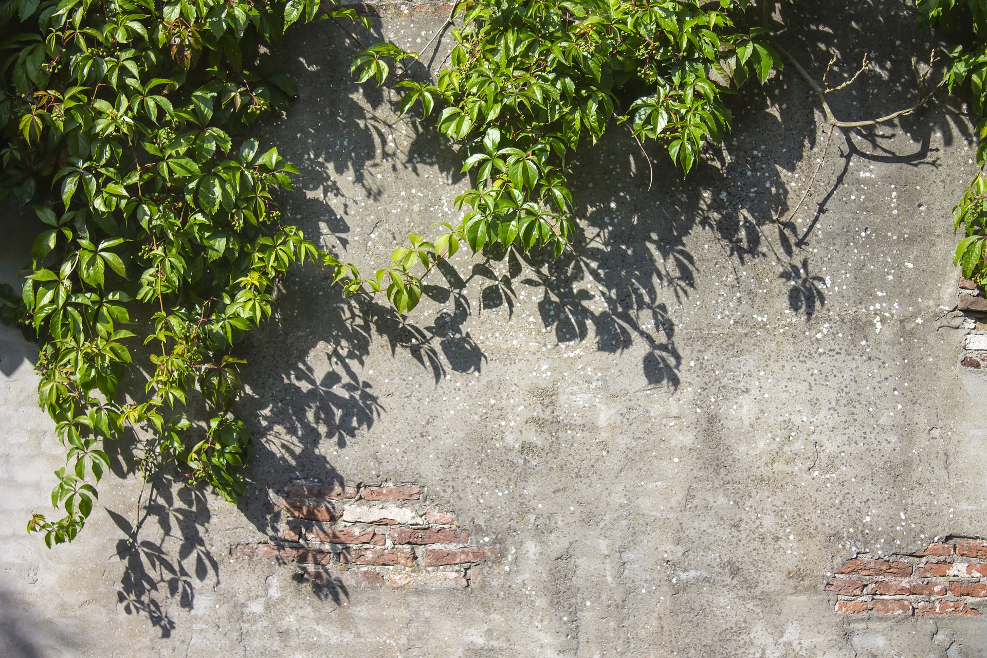 Dach- und Fassadenbegrünungen wirken »fiebersenkend« für den überhitzten Stadtkörper. Bild: Ben Scherjon, Pixabay.