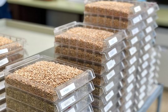 Worin unterscheidet sich konventionelles Saatgut von biologischem? Foto: Lucia Scarpatetti.