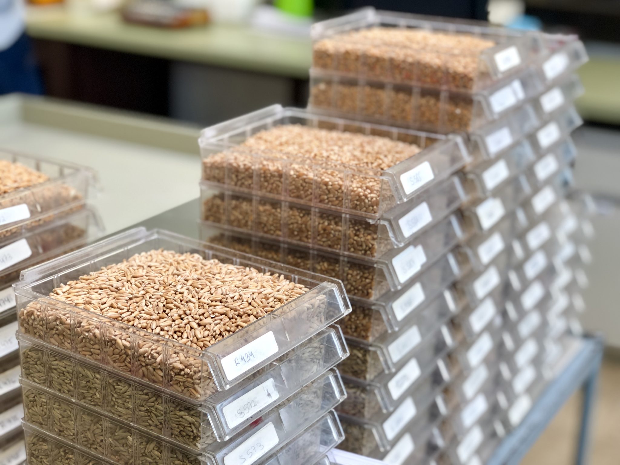 Worin unterscheidet sich konventionelles Saatgut von biologischem? Foto: Lucia Scarpatetti.