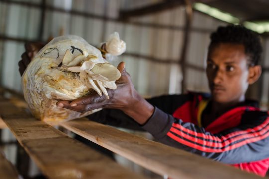 Bei einem Workshop in der Kleinstadt Gojo wurden Bäuerinnen und Bauern mit der Zucht von Austernpilzen vertraut gemacht. Bild: Ricardo Hergott.