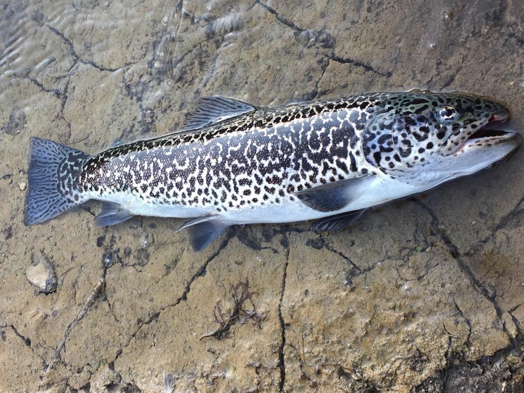 Seltener Fang Tigerforelle Im Stausee Erlaufklause Biorama