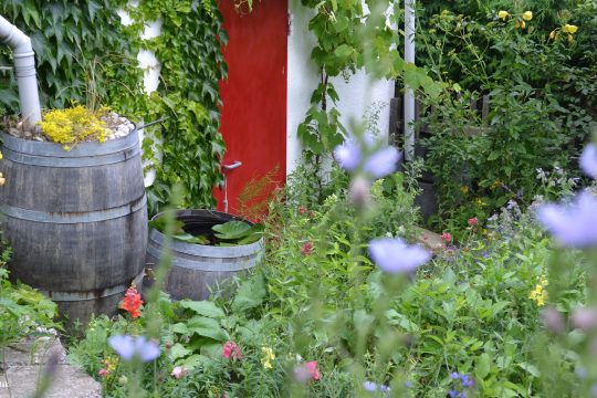 Ein blühender Garten mit Regentonne