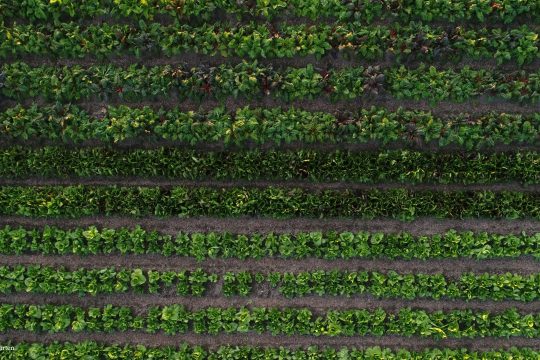 Jungpflanzen wachsen in grünen Reihen heran.