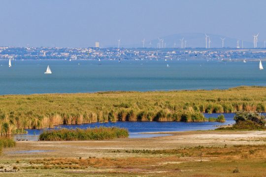 Der Neusiedlersee, umgeben von Schilf