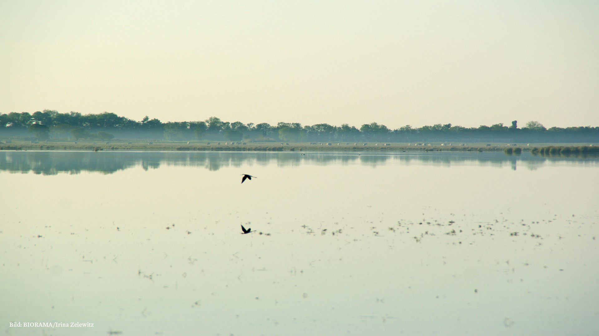 Ein Vogel fliegt über den Neusiedler-See
