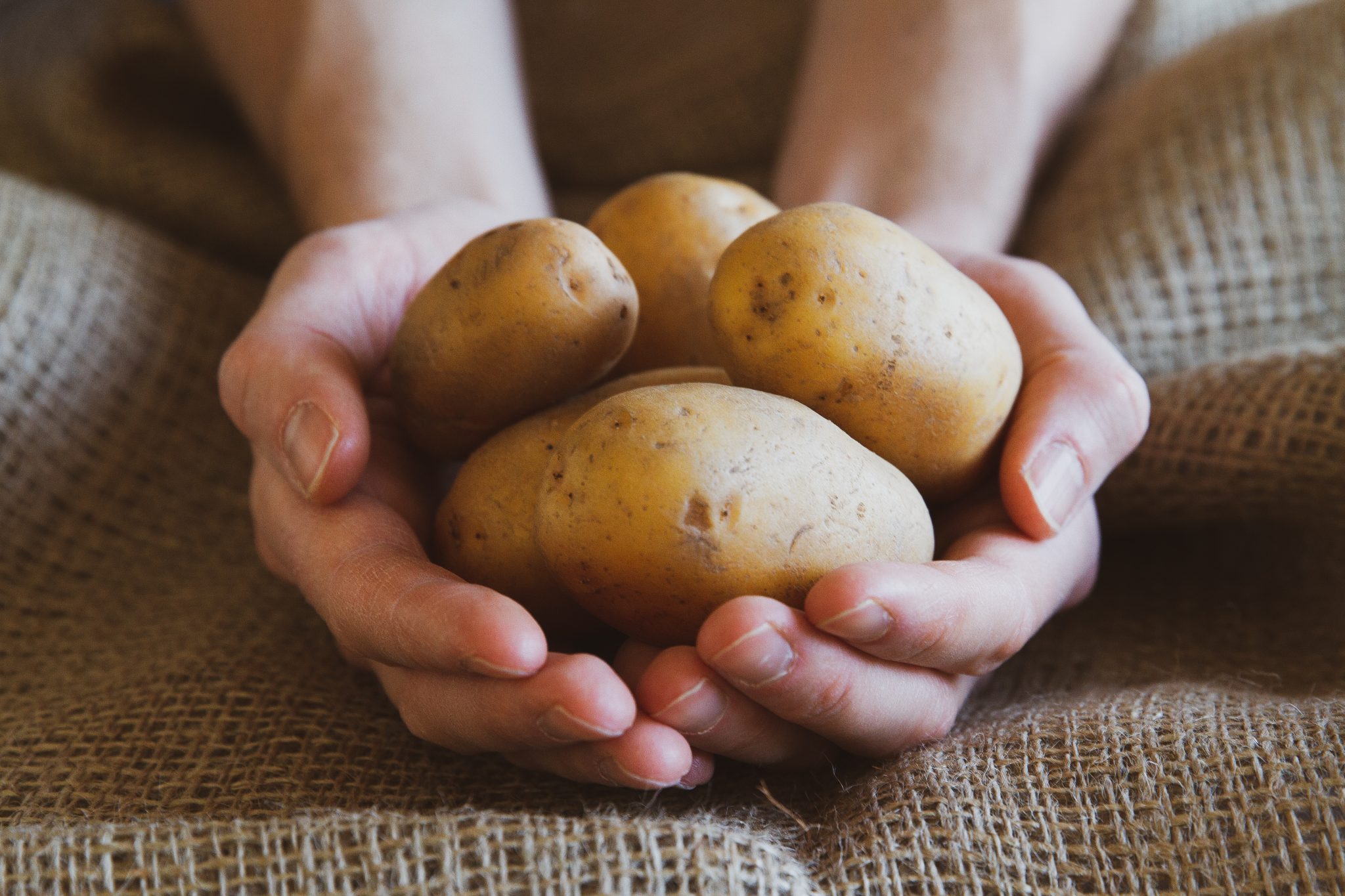Sind Die Kartoffeln 2020 Grosser Geworden Biorama