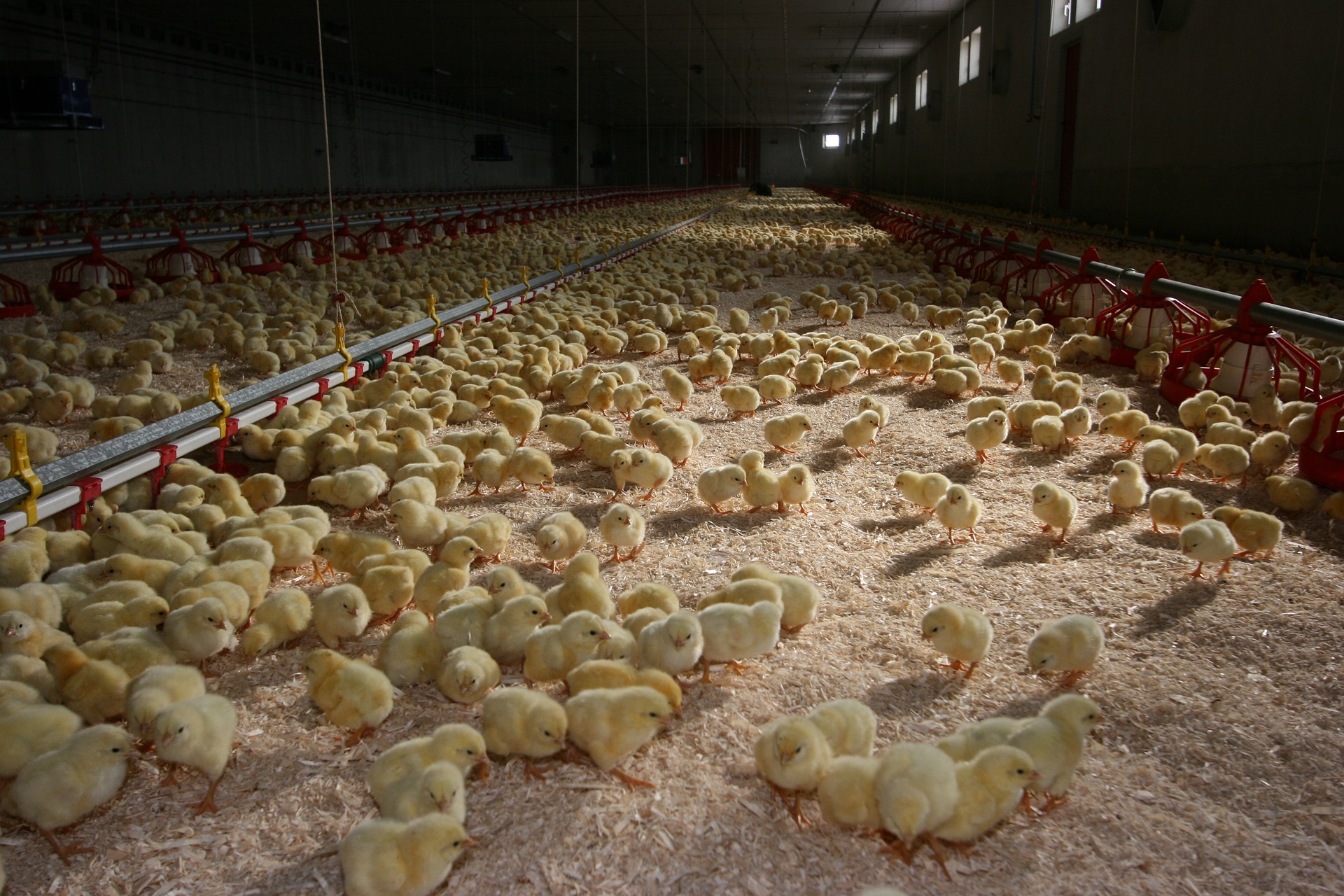 Viele Küken in einem großen Stall