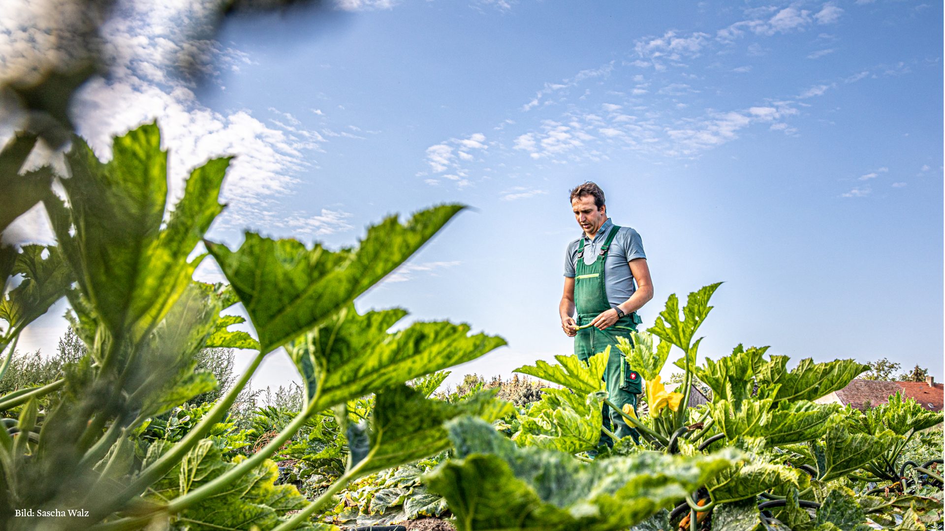 Der Landwirt Johannes Erz in seinem Feld