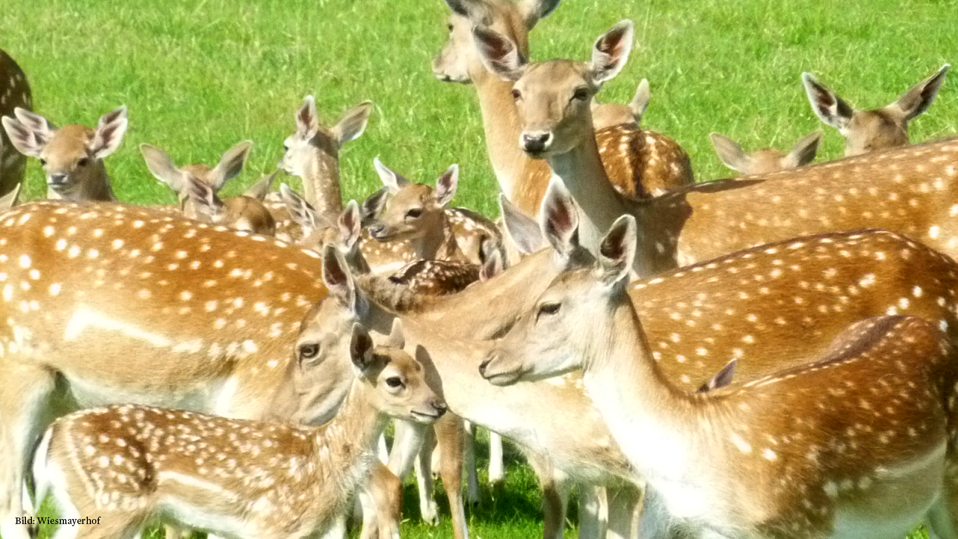 Rehe