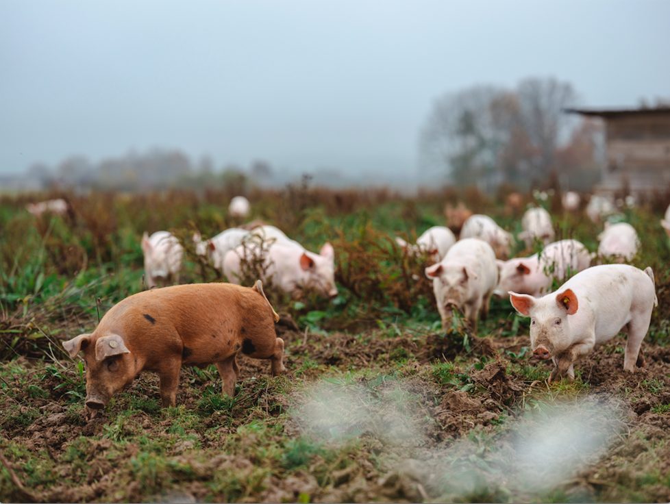 Wellness am Wegesrand: die Freilandschweine von Biobauer Manuel Gererstorfer (Bild: Michael Reidinger)