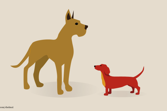 Bild von zwei Hunden.