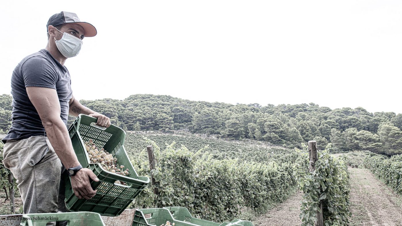 Ein Arbeiter mit einer Kiste Trauben im Weinberg.