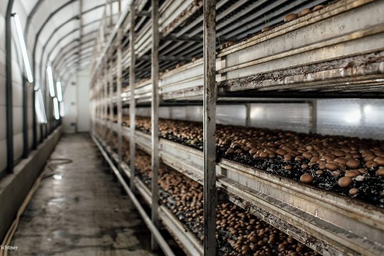 Eine Pilzplantage mit Vertical Farming.