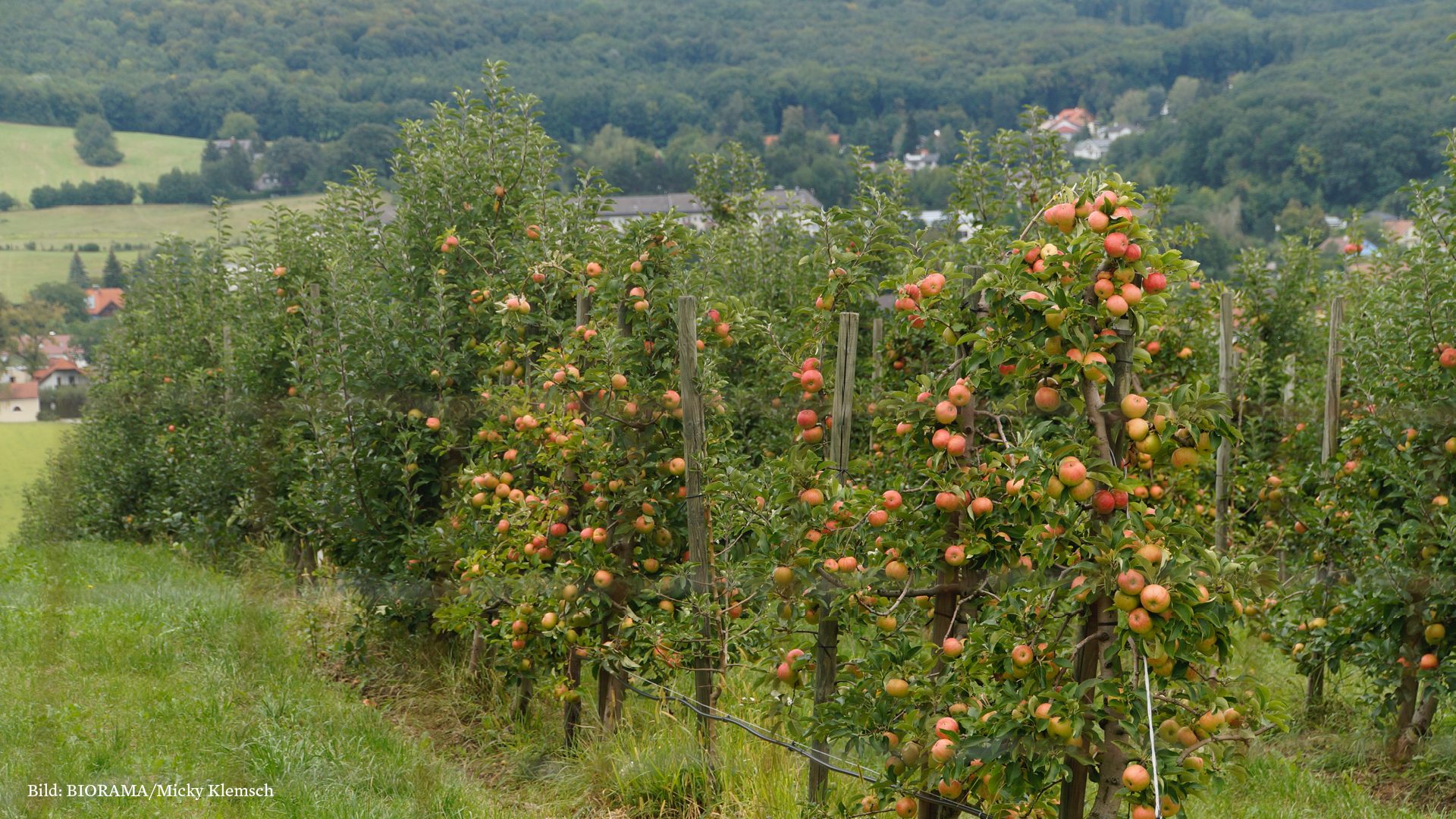 Der Obstgarten vom Annahof.