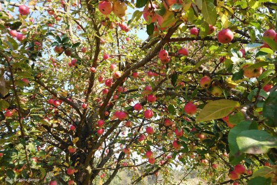 Bild eines Apfelbaumes auf einer Streuobstwiese.