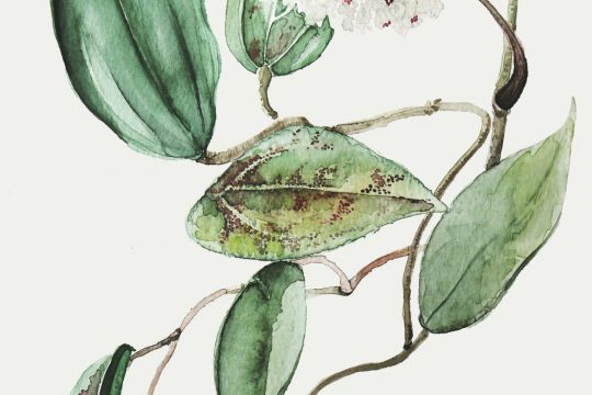 Ilustration einer Zimmerpflanze