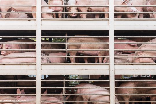 Schweine in einem Transportkäfig