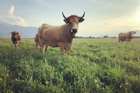 Bislang prägten Mutterkühe das Bild des Vetterhofs. Nun setzt man in Lustenau ganz auf Gemüse. (Bild: Sebastian Vetter)