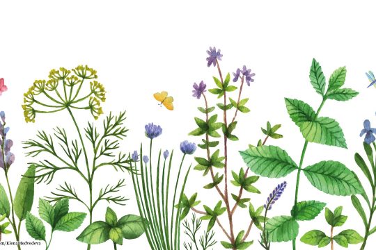 Wildkräuter illustriert