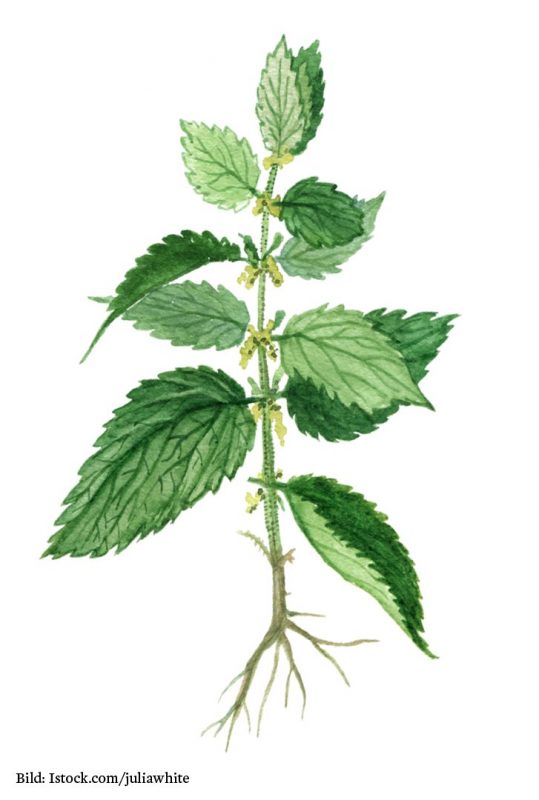 Brennnessel illustriert