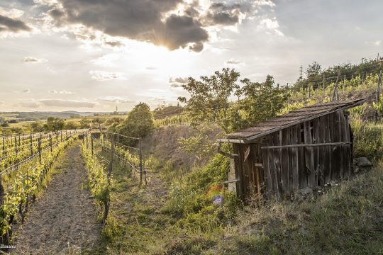 Weinberg in Niederösterreich