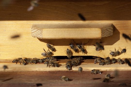 Honigbienen beim Einflugloch in Bienenstock
