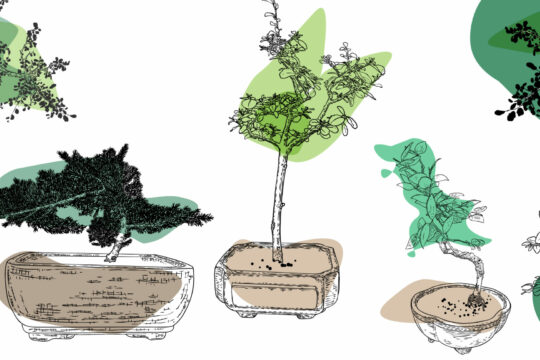 Illustration von Topfbäumen