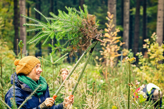 Arbeit im Wald