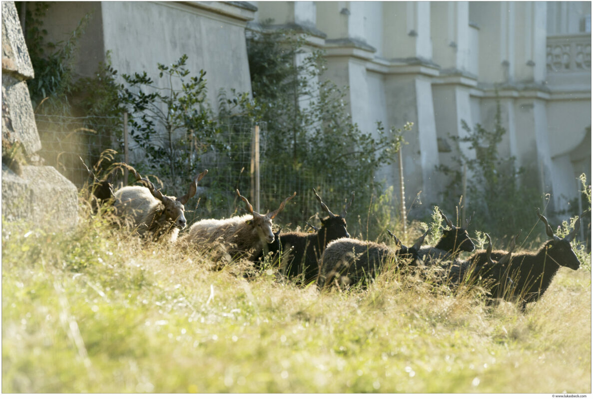Tiere auf dem Geände des Musikfestivals Grafenegg.