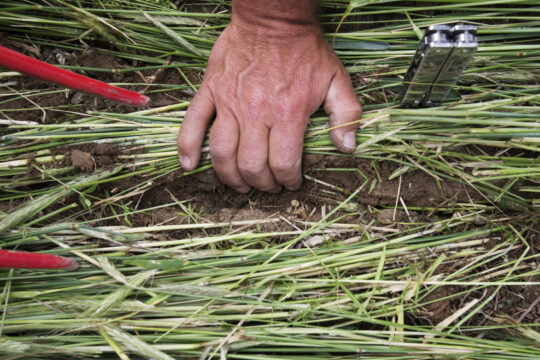Arge Wassersparender Ackerbau, Absdorf 04.06.2020 Bild: Biorama/Michèle Pauty