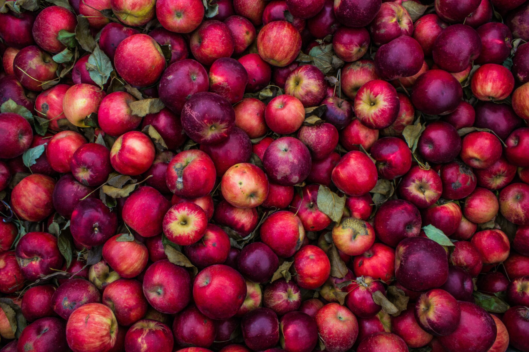 Äpfel Bild: Unsplash/Sydney Rae.