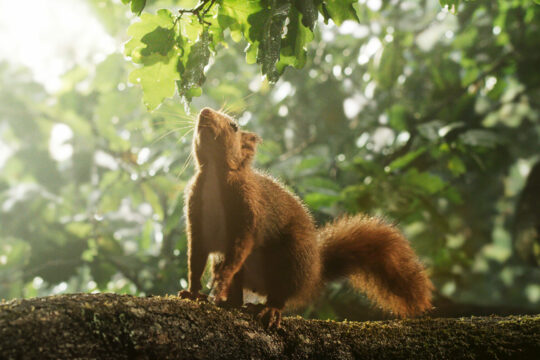 (Bild: 2022 GAUMONT/X Verleih AG)