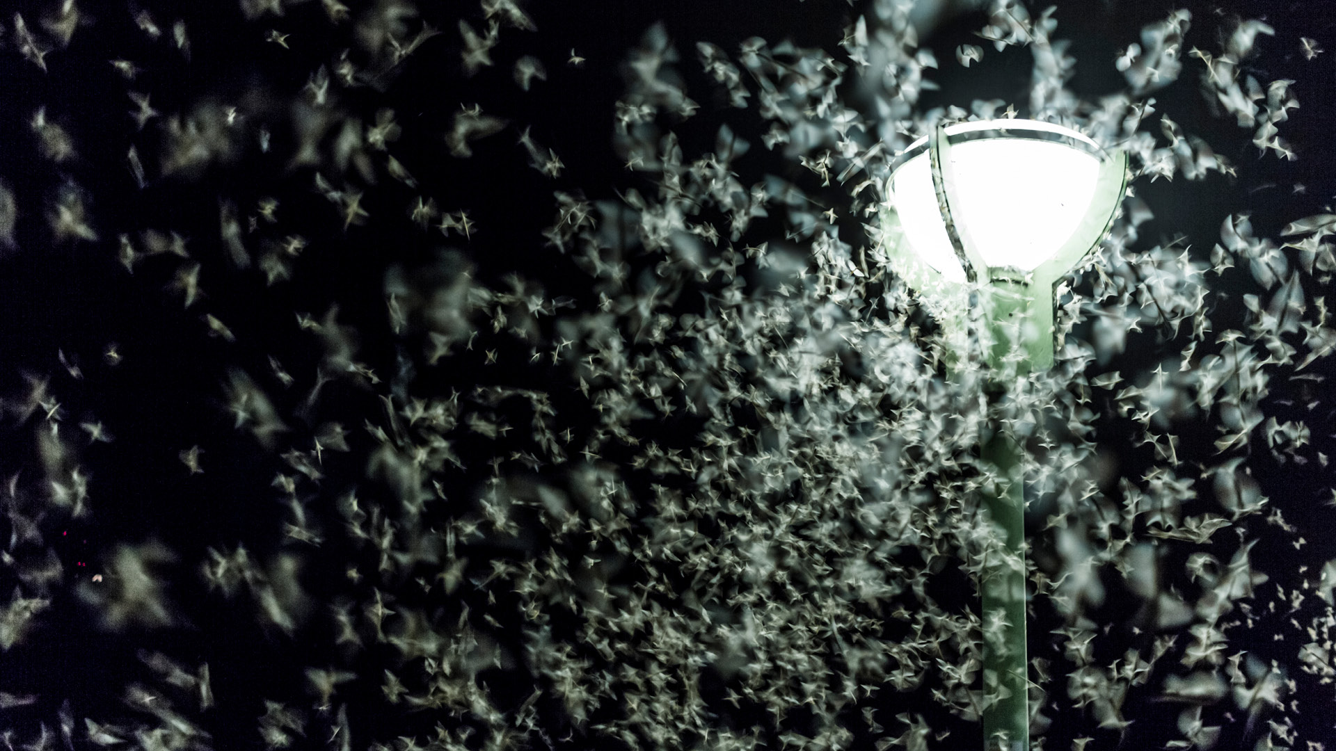 Eine Straßenlaterne bei Nacht, welche von einer Menge an Fluginsekten umringt ist.