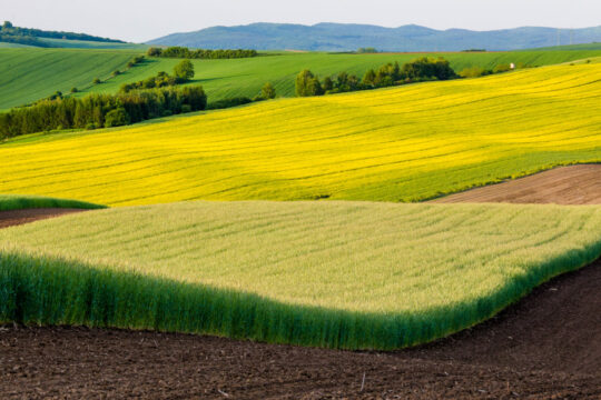 Zu sehen ist ein landwirtschaftliches Feld.