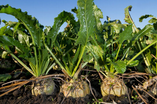 Zu sehen sind Pflanzen, die aus der Erde wachsen.