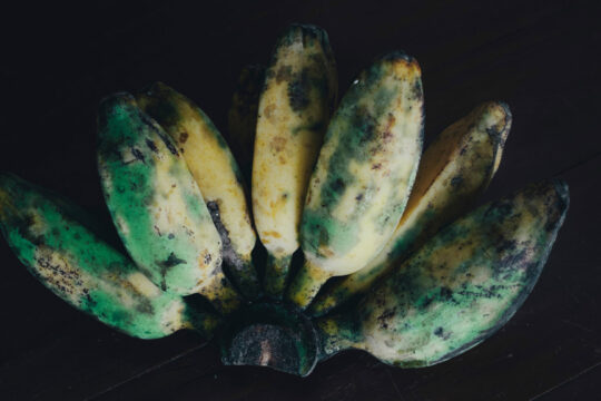 Vor schwarzem Hintergrund sind Bananen der Sorte Kluthuk Batu zu sehen.