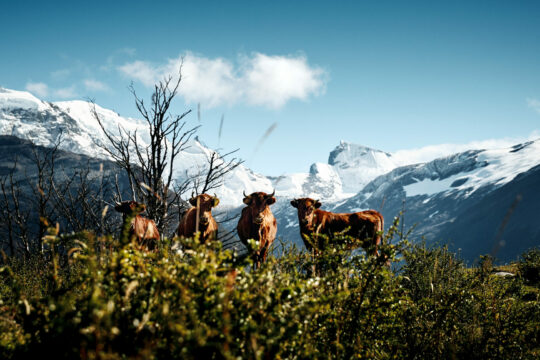 Criollo-Rinder in Lamperts »Die Kuh – eine Hommage«, 2022.