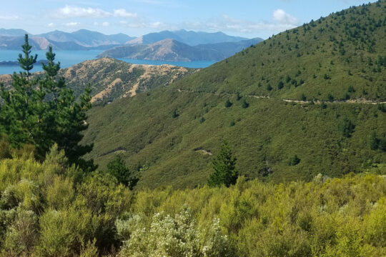 Man sieht die sonnigen Mānukawälder in Neuseeland.