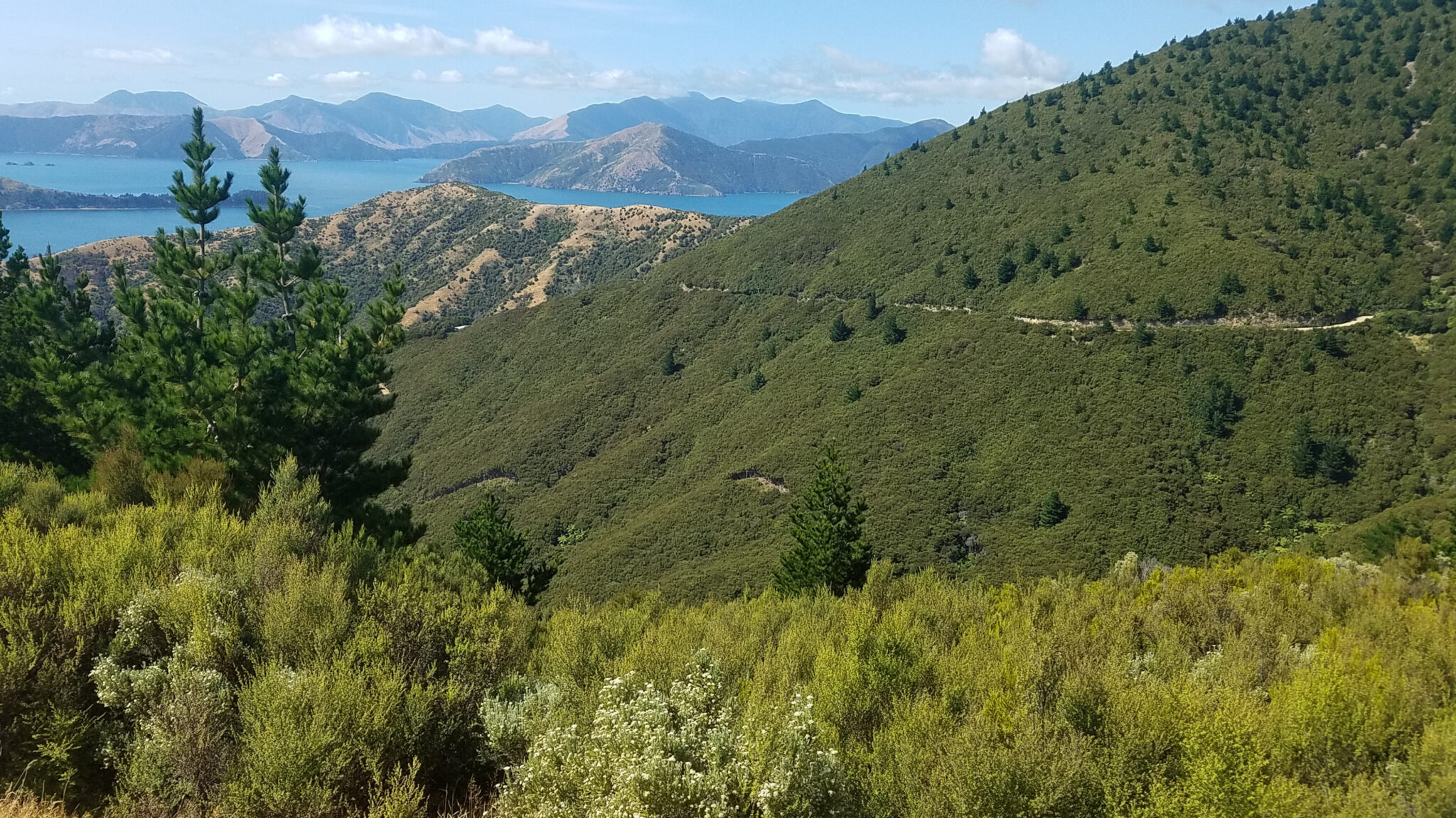 Man sieht die sonnigen Mānukawälder in Neuseeland.