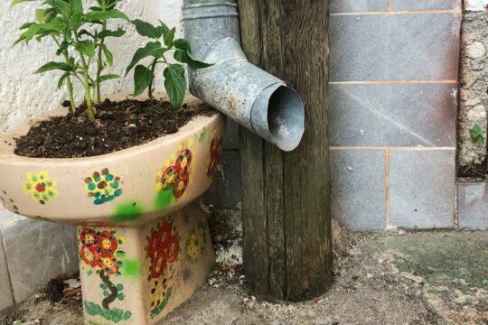 Zum Blumentopf umfunktioniertes Bidet an einer Hauswand neben einem Regenrohr.