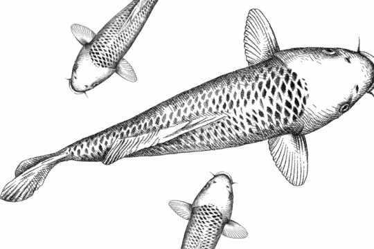 Eine Illustration eines Karpfens.