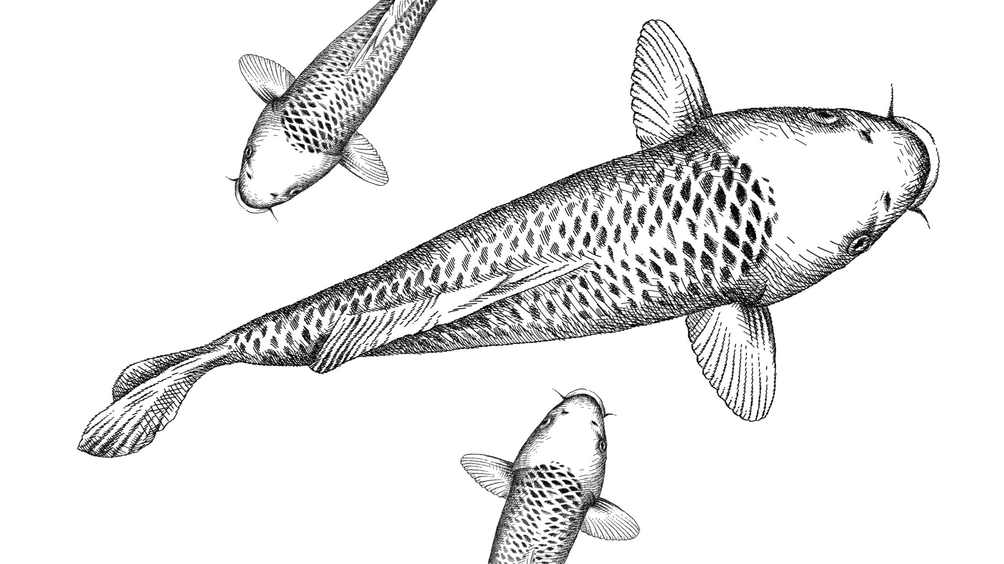 Eine Illustration eines Karpfens.